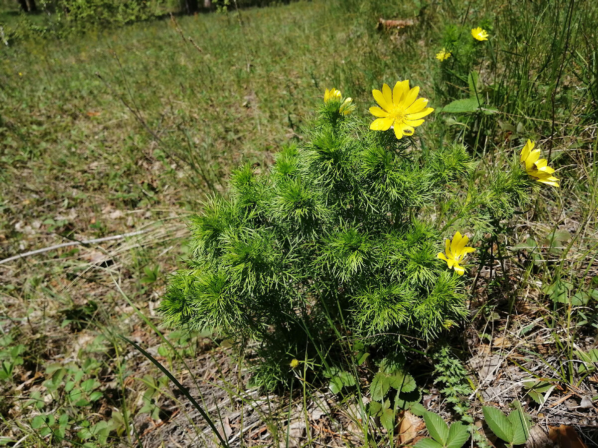 Адонис весенний. Цветет с ранней весны до конца июня. 