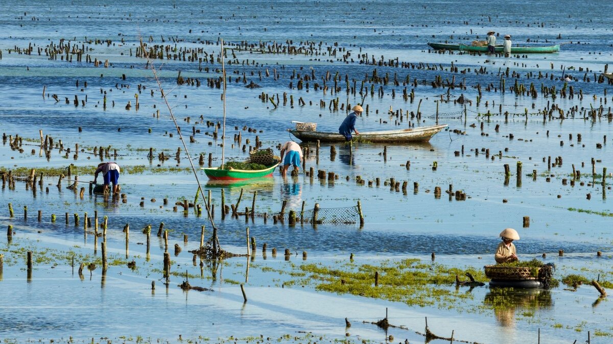 Сбор урожая водорослей на Бали.