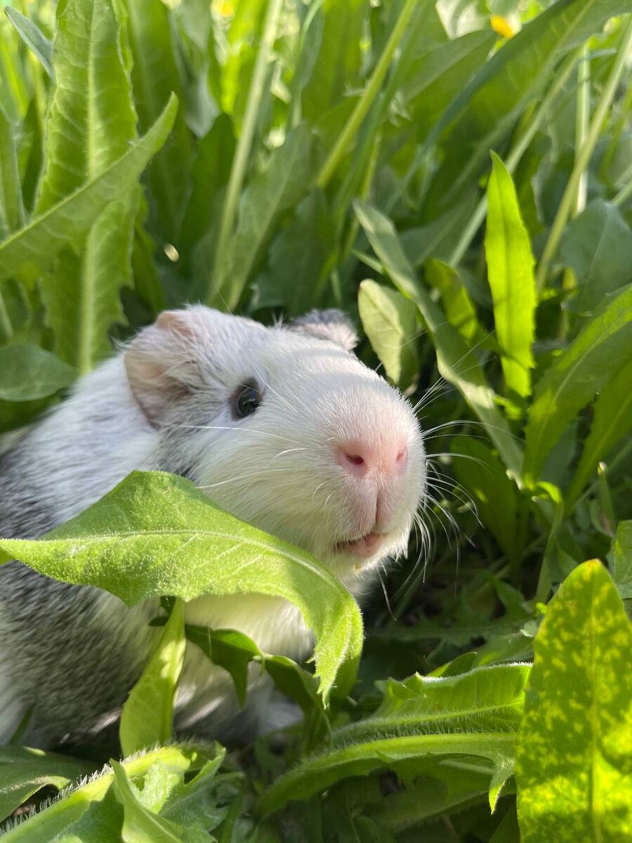 Люсик (2 года). Морская свинка. Дружелюбный и активный. Обожает, когда его берут на ручки и гладят. Из еды любит все, больше всего — огурцы и зеленый салат. 