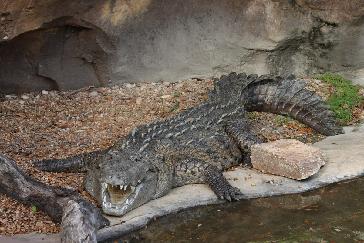американский крокодил