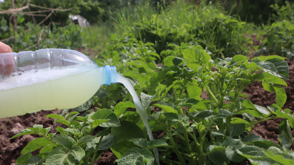 Подкормка картошки до цветения для формирования крупного корнеплода.