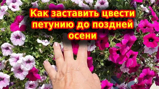 Петуния будет пышной! Важные правила ухода для обильного цветения.