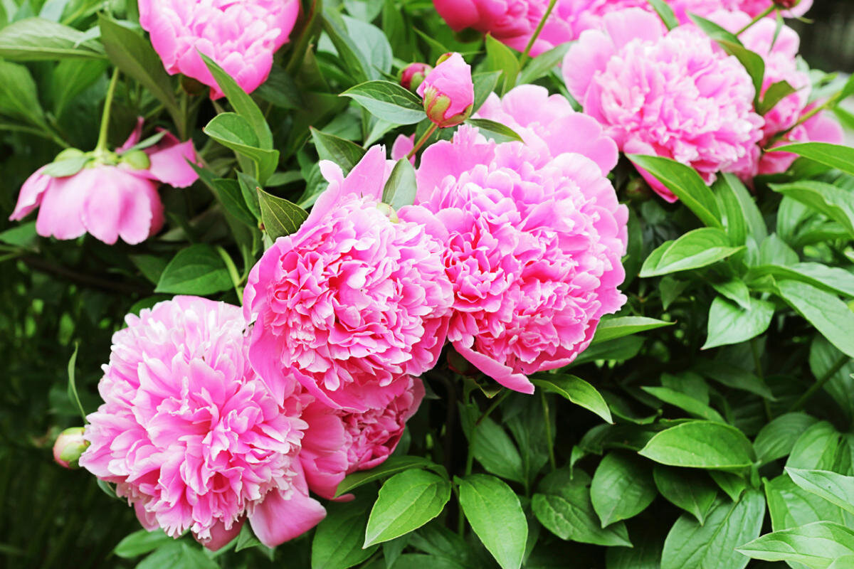 К сожалению, у меня сейчас нет фото этих пионов и я нашла похожие в фотостоке