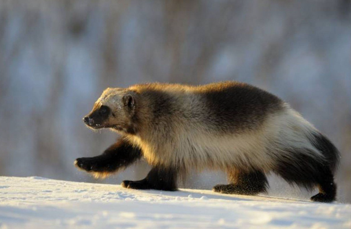 Обитатель тайги, фото: kartinkin.net