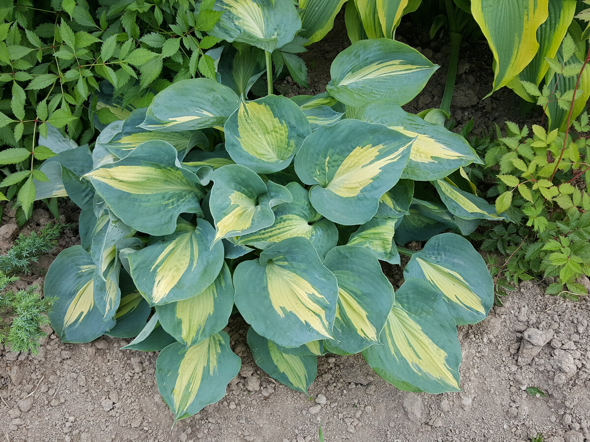 Хоста все включено. Хоста поздняя. Хоста стир фрай. Хоста все включено. Хоста франси.