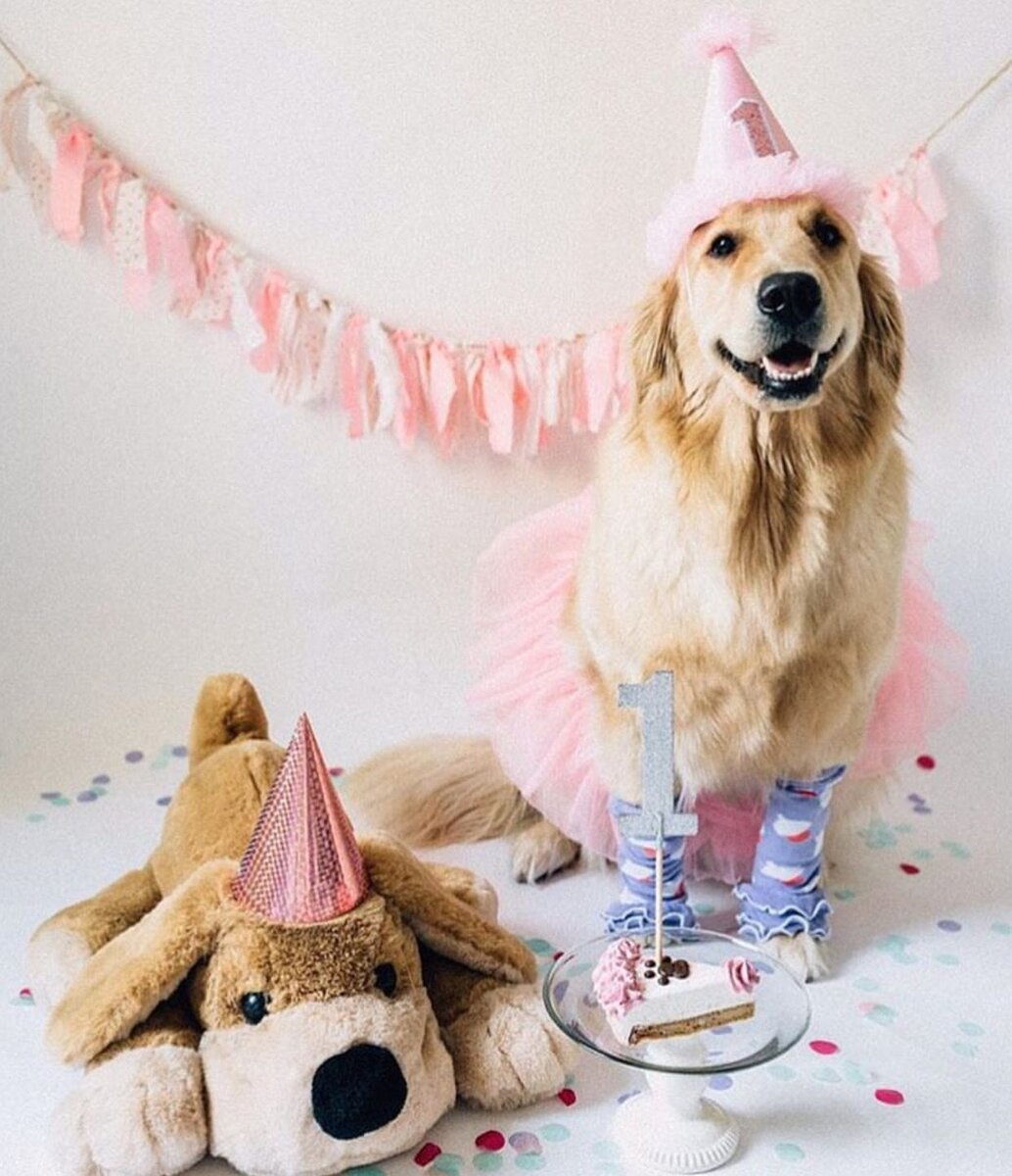 день рождения собаки 1 год