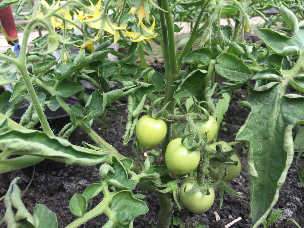 Утята, которые завязались самыми первыми