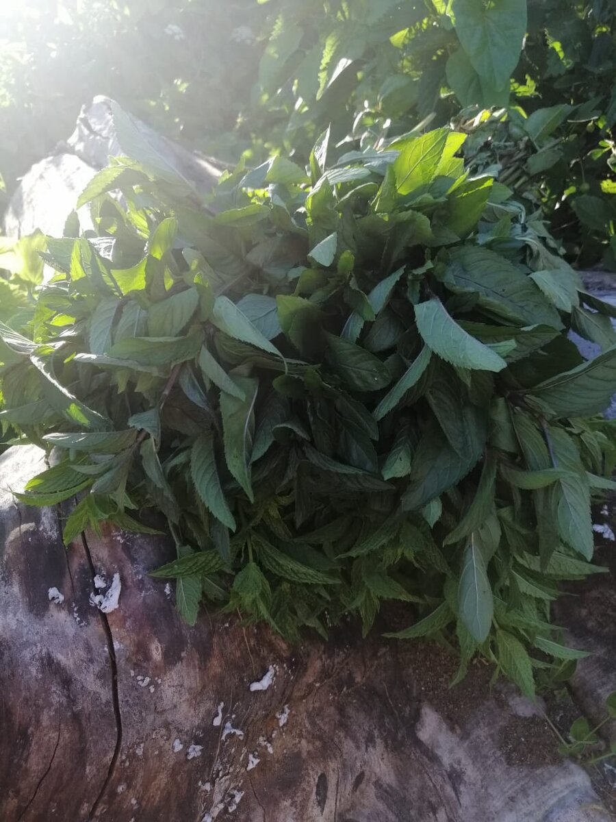 Сфоткай мне, говорю, сноп мяты, мне самой что-то в голову не пришло. 