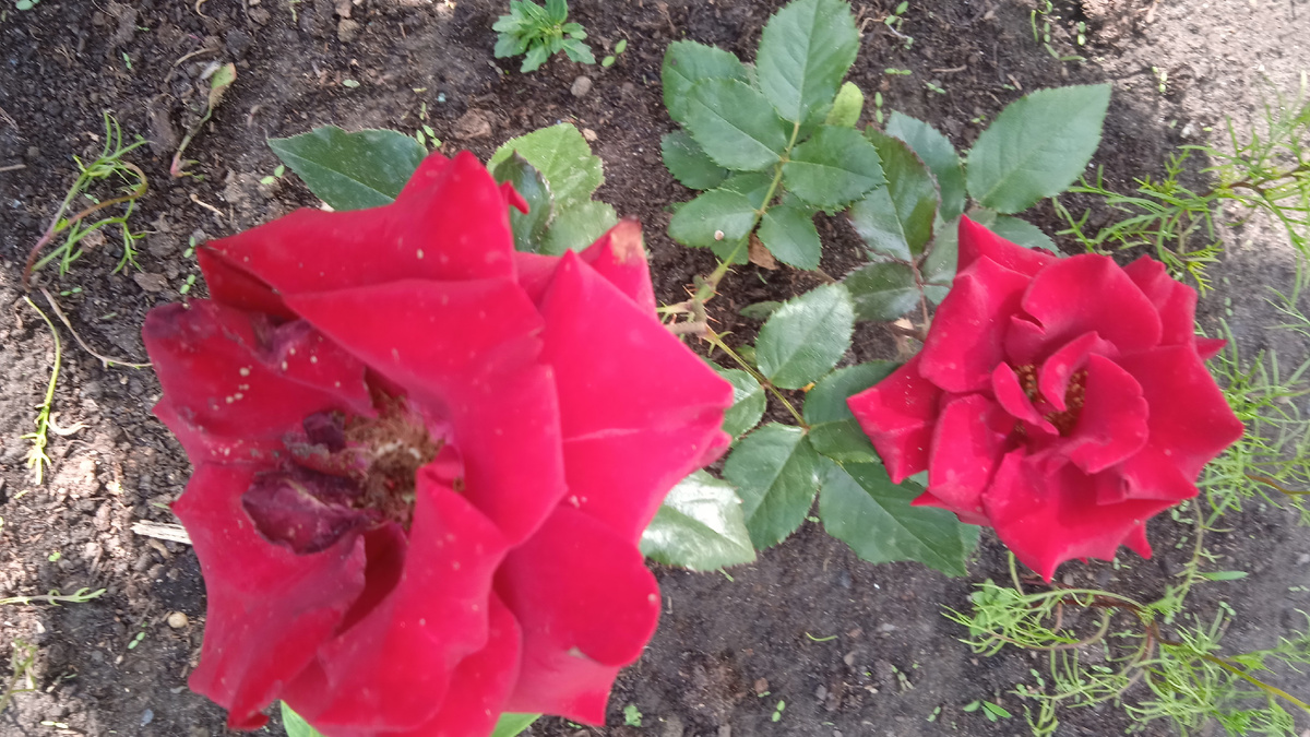 Боровая роза 