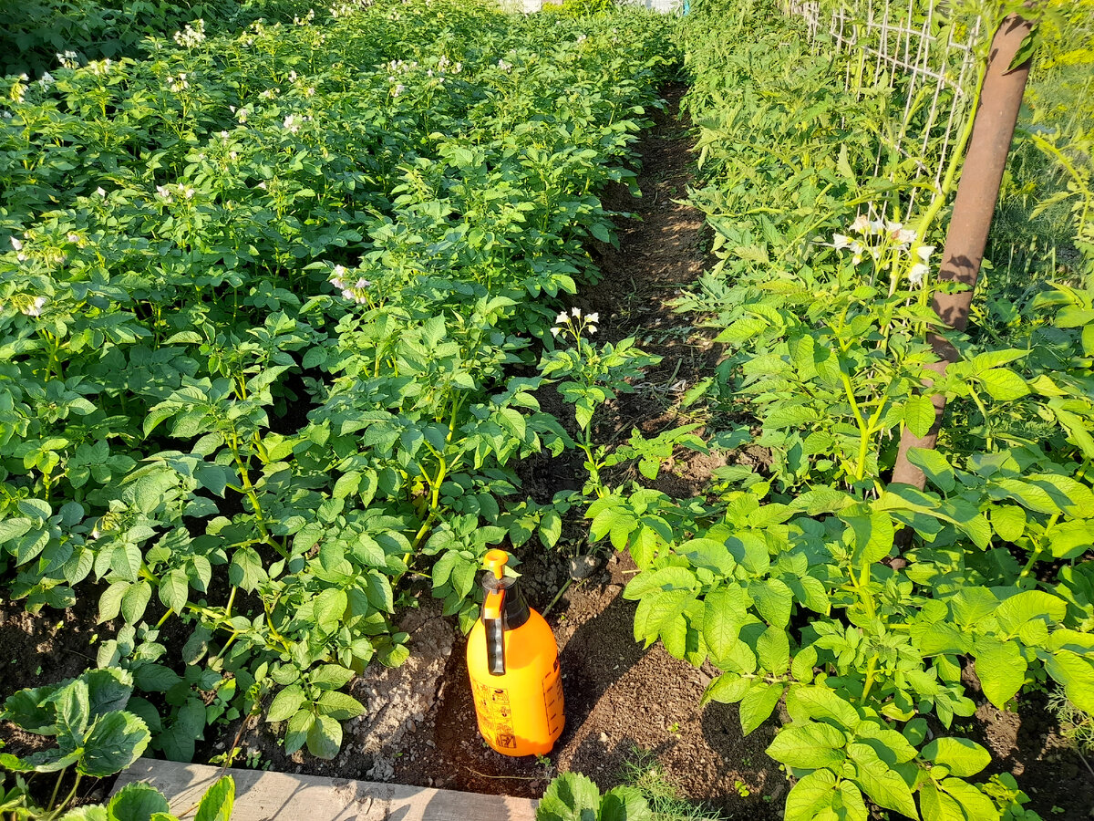 Приготовила раствор фитоспорина с гуматом. Нужно обработать от болезней и препаратом "Ордан (с меди хлорокисью + цимоксанил)