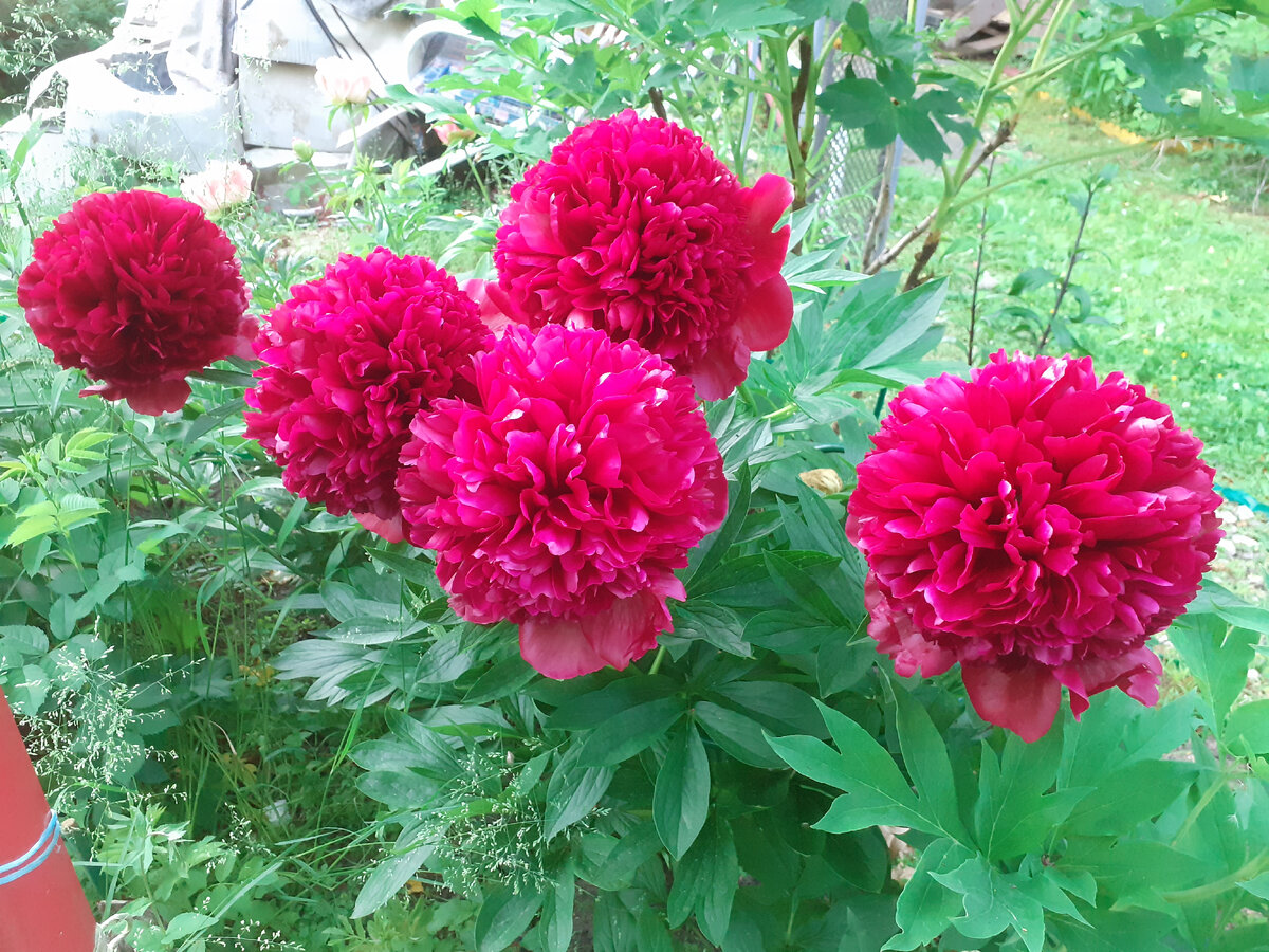 Это Red Grace (Glasscock / Klehm, R.G. , 1980 год) , фото из моего сада