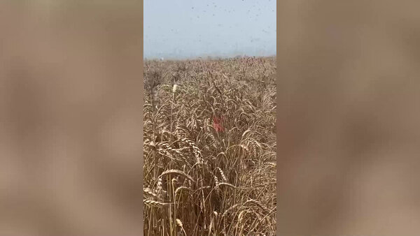 Нашествие саранчи в Приморско-Ахтарском районе, станица Степная. Видео © VK / "Типичный Краснодар"