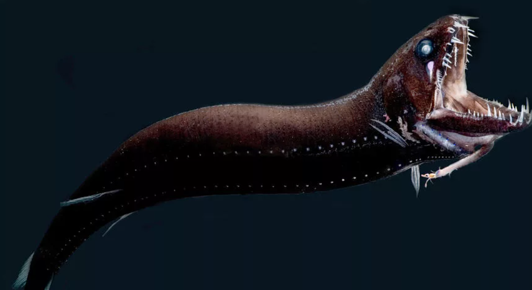 Viperfish Deep sea creatures, Deep sea life, Beautiful sea creatures
