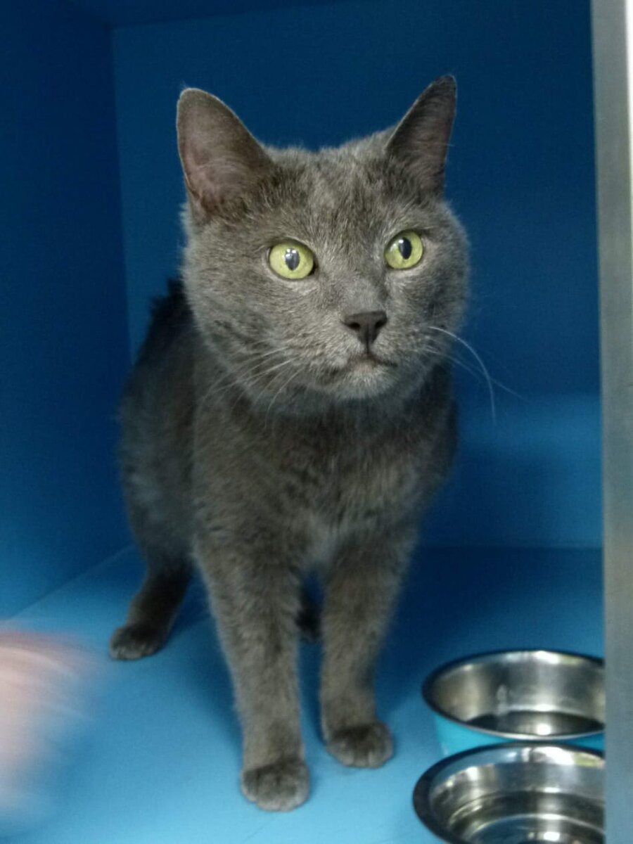 В жару в небольшой клеточке Синтии стало очень некомфортно