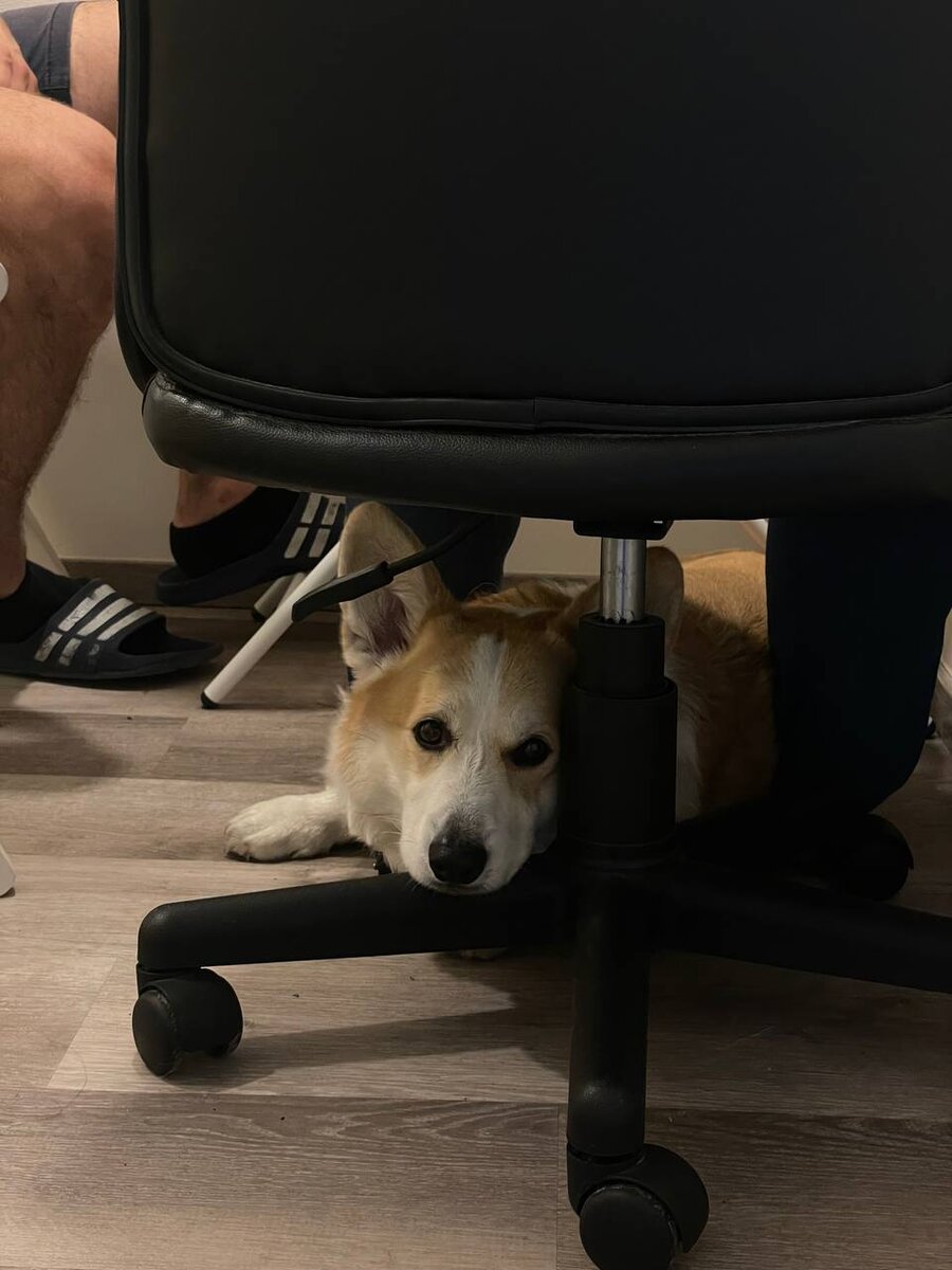 Фото из личного архива. Я ушла и не взяла его с собой, лег под стулом у сына и демонстративно не отзывается