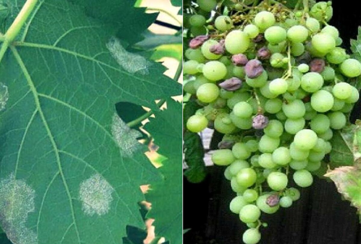 Милдью винограда фото и чем лечить препараты