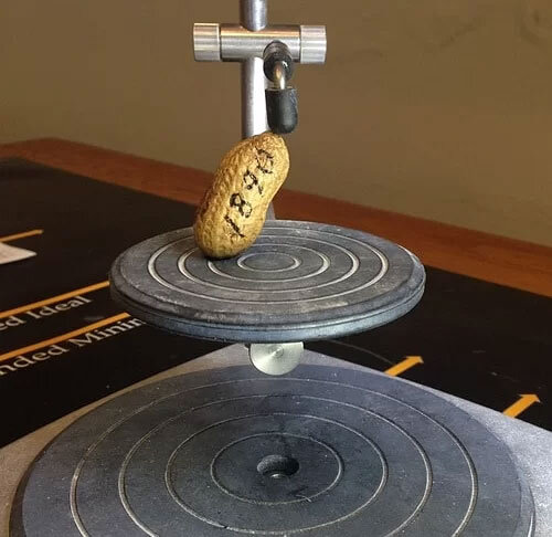 
Отец Гуолтни, старейший арахис в мире, также является экспонатом музея. (Фото: Музей округа Айл-оф-Уайт).