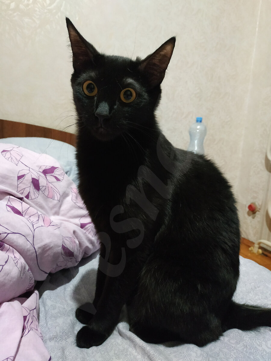 Фото автора. Это котик