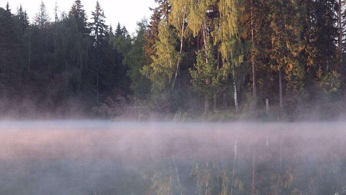 Ранним утром шанс поймать карпа повышается...