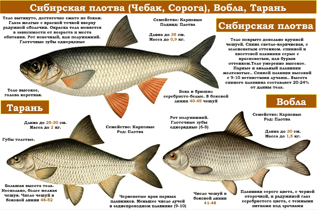 Как ловить плотву на колебалку. Часть 2: Проводка