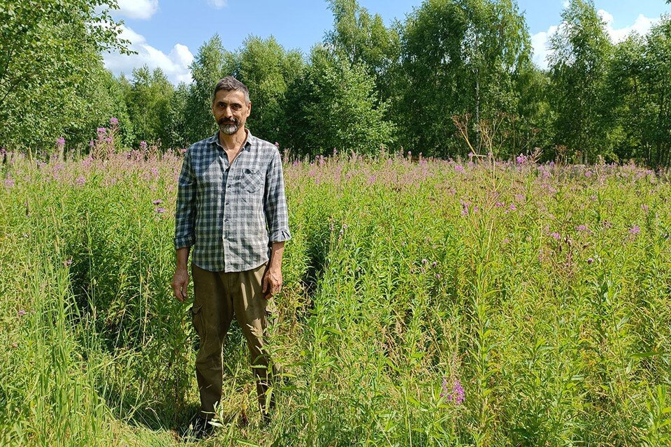     Ибраим Кабрера и его богатство - иван-чай. Наталья ВАРСЕГОВА