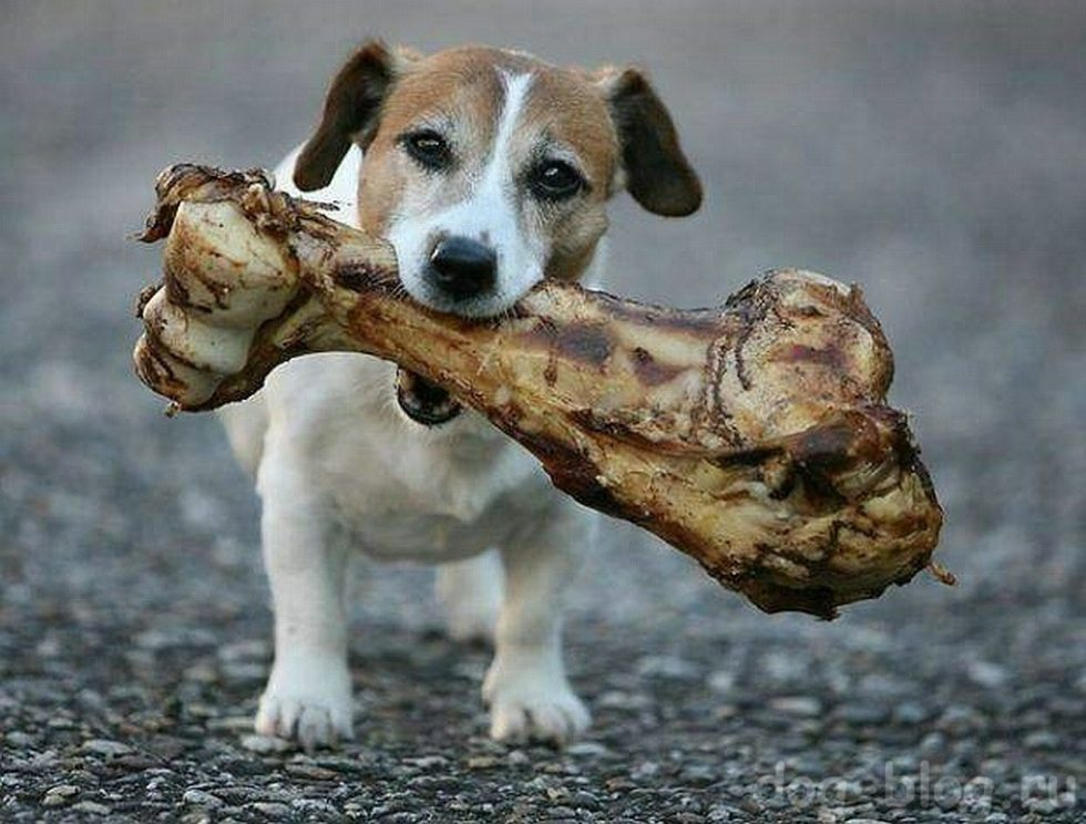 Косточка для собак. Веселая собака. Еда для собак. Почему грызут кости