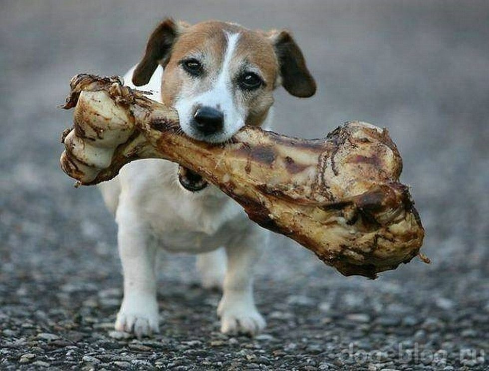 Пить собачку. Косточка для собак. Еда для собак