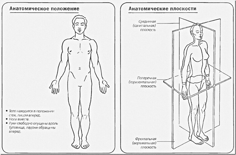 Вертикальное положение человека. Сагиттальная линия тела. Исходное Анатомическое положение тела человека. Схема осей и плоскостей в теле человека. Оси и плоскости тела человека анатомия рисунок.