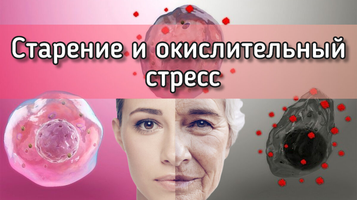 Старение и окислительный стресс | Умный ЗОЖ | Дзен