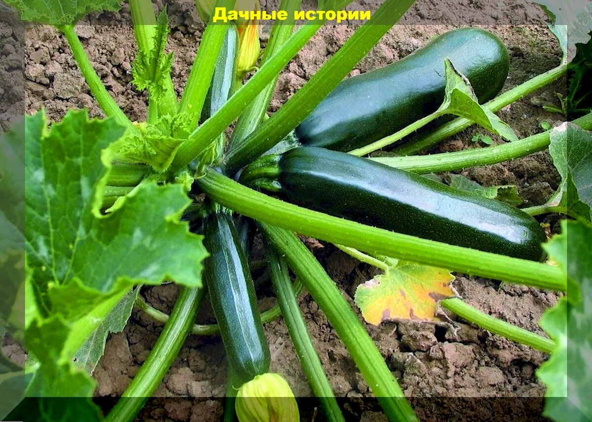 Проверенные, вкусные, урожайные и неприхотливые кабачки: нюансы ...