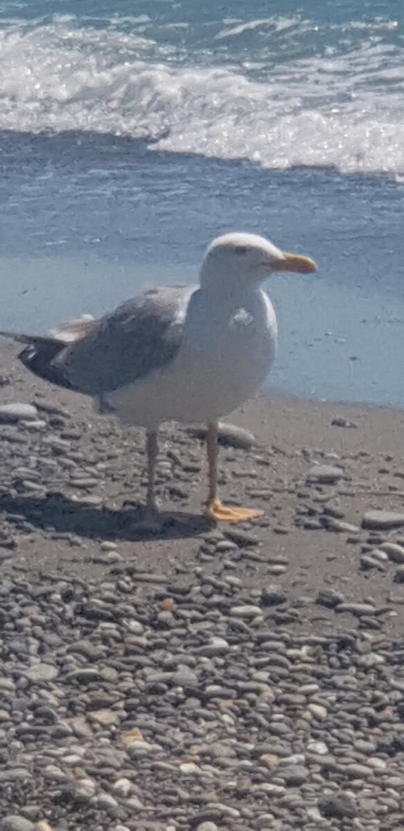 Даже чайкам нравится такой пляж👍🤭 