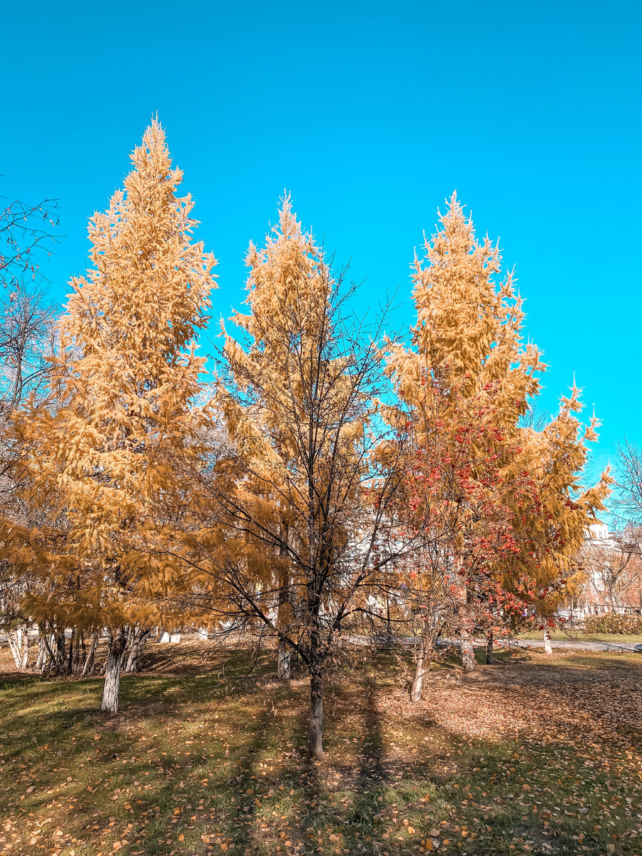 Город Тюмень. Автор фотографии Вера Гайдук.