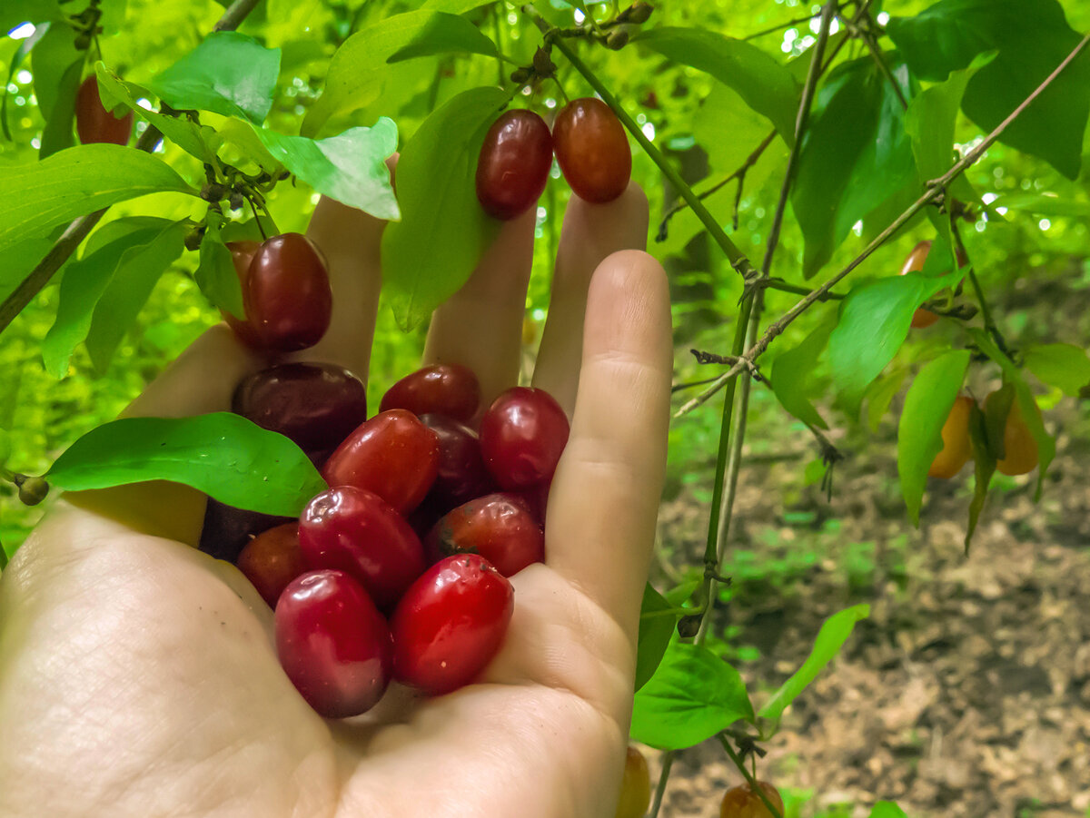 Куст кизила как выглядит фото