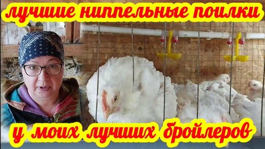 Поилки для птиц