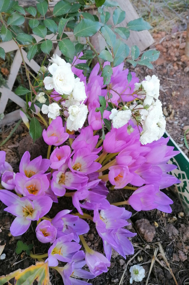 Безвременник, фото автора