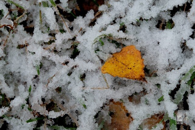    Первый снег Наталья Стрельцова © ИА REGNUM