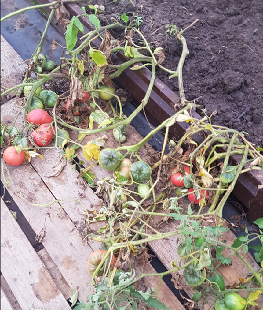 Два пересаженных куста с плодами