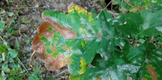 Елена Виноградова