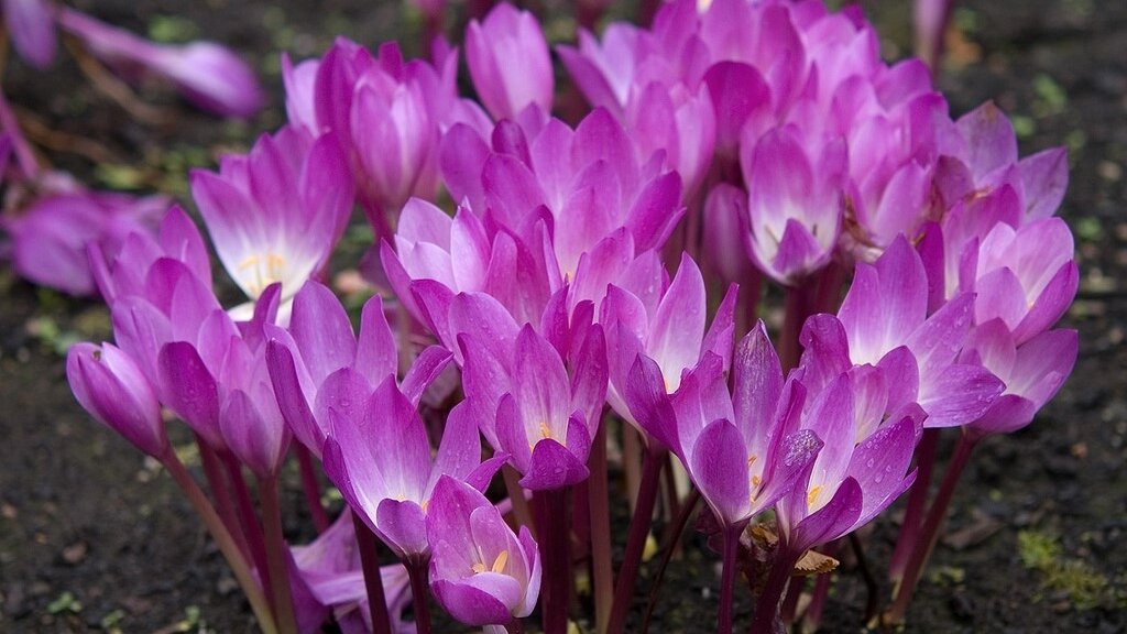 Безвременник