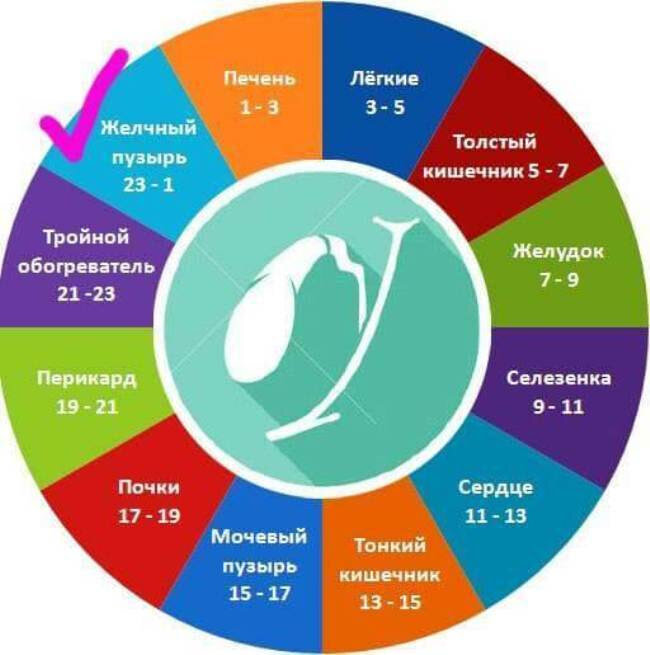 Суточная активность. Биологические часы. Биологические часы человека. Активность органов человека по часам. Внутренние биологические часы человека