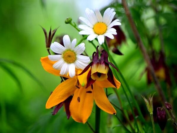 Лето. Июнь .Цветы