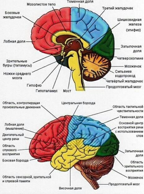             Строение головного мозга человека: ru.pinterest.com