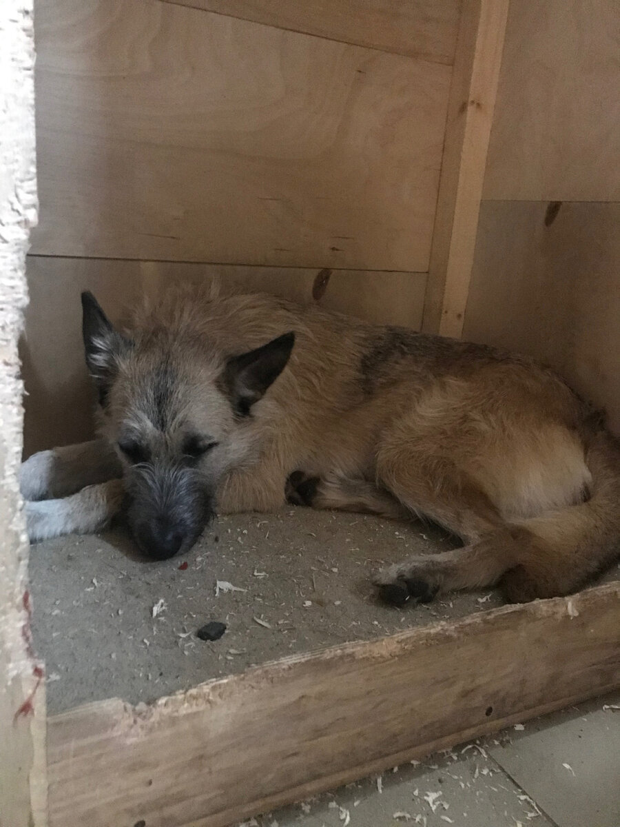 Муха во время занятий с музыкой