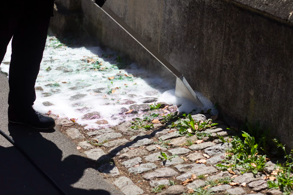     Уничтожающая сорняки растительная пена оказалась не хуже гербицидов