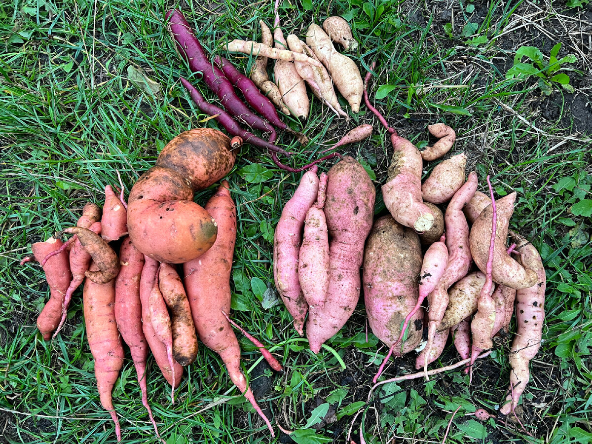 Фото Аллы Анискиной. 4 сорта