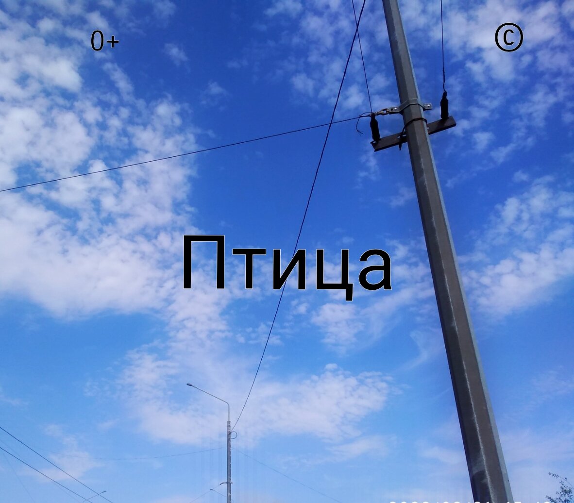 Рассказ «Птица» автор Атланта Громова