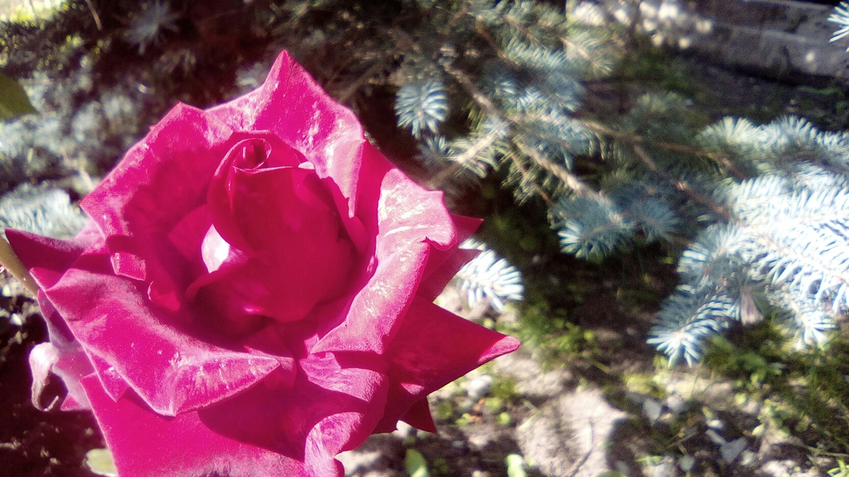 фото Стихи Поэта