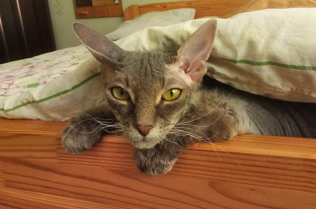 Калина на Урале и айва в Лошицком парке. Ничего общего, кроме Макскика