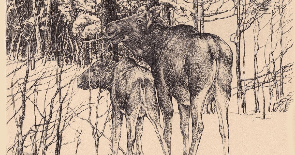 рисунок Евгения Чарушина