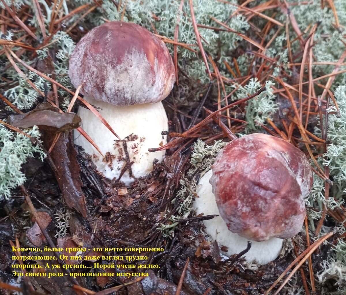 Грибочки, мимо которых ну никак не пройти